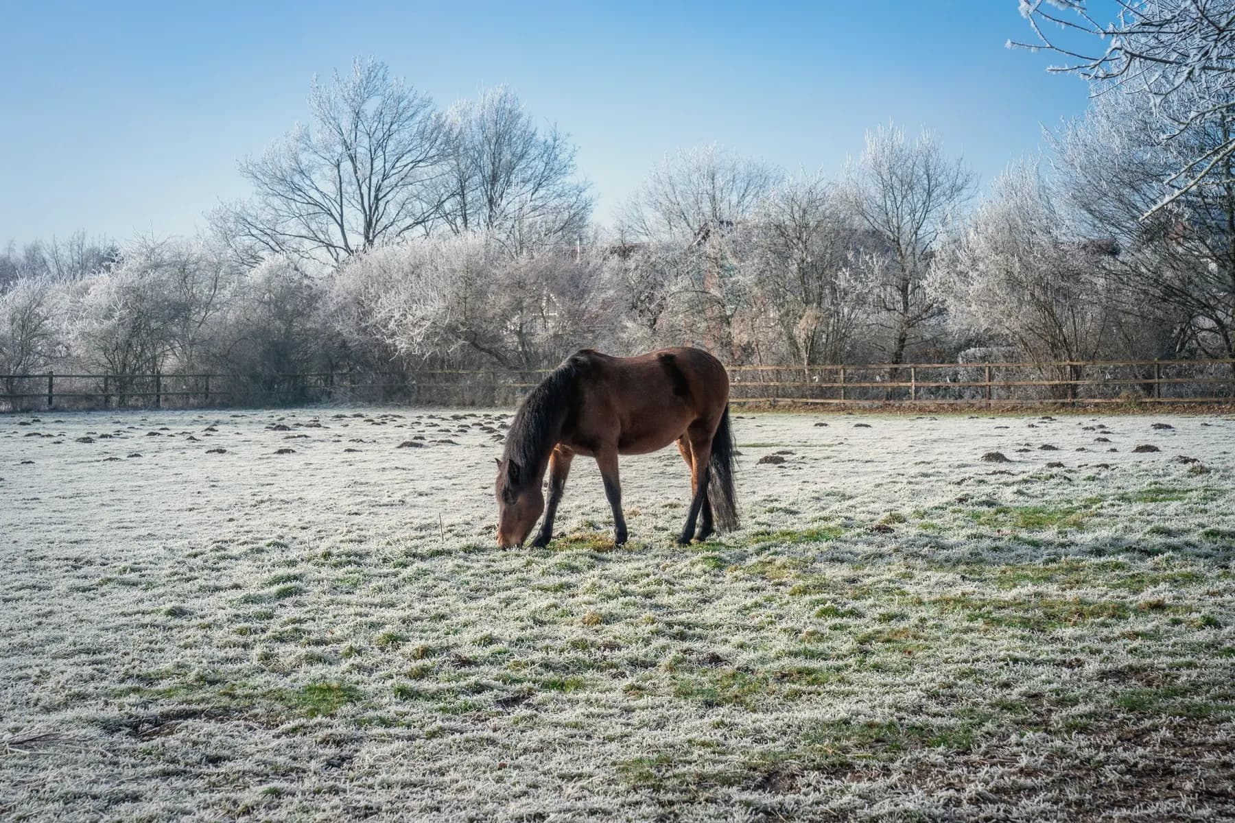 Paard met een regendeken staat in een winterse wei