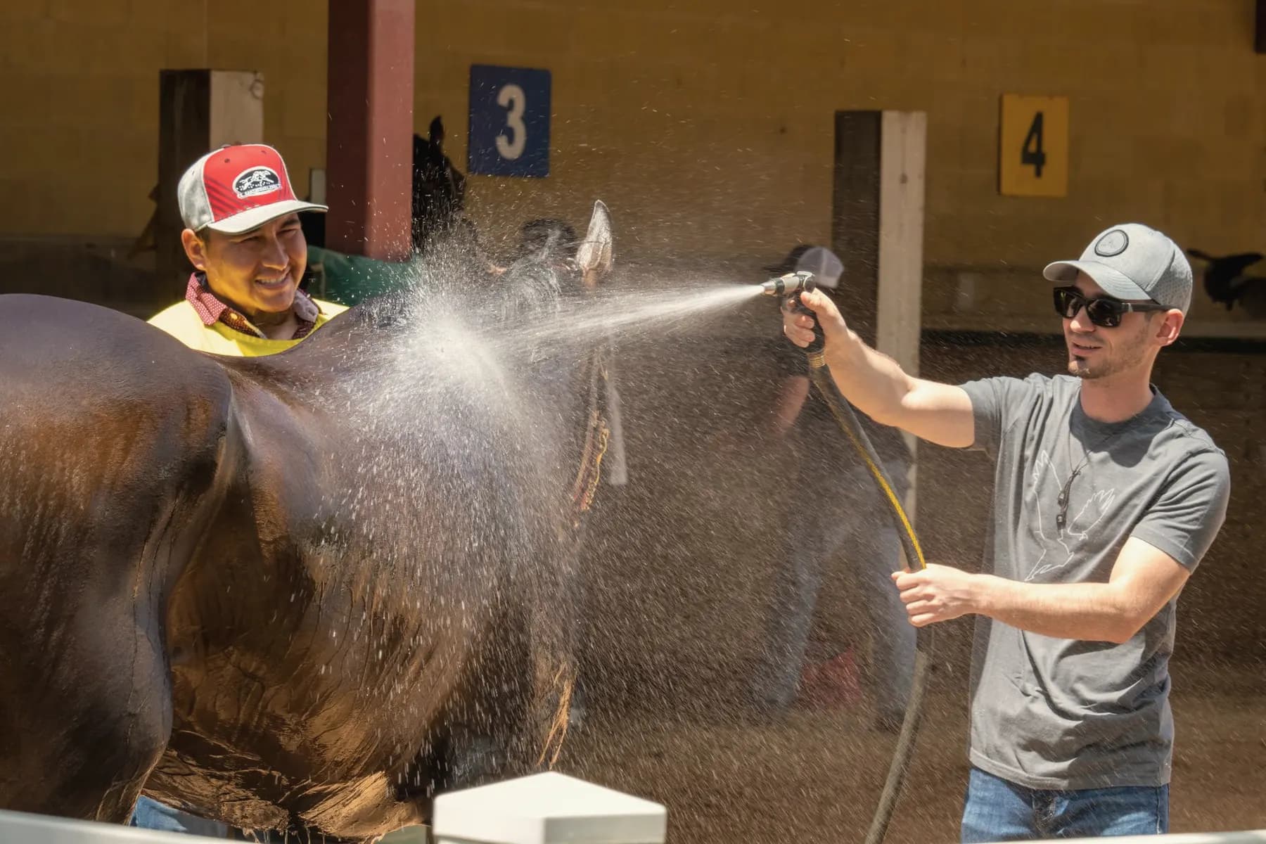 Paard wordt met een tuinslang en spons gewassen op de wasplaats