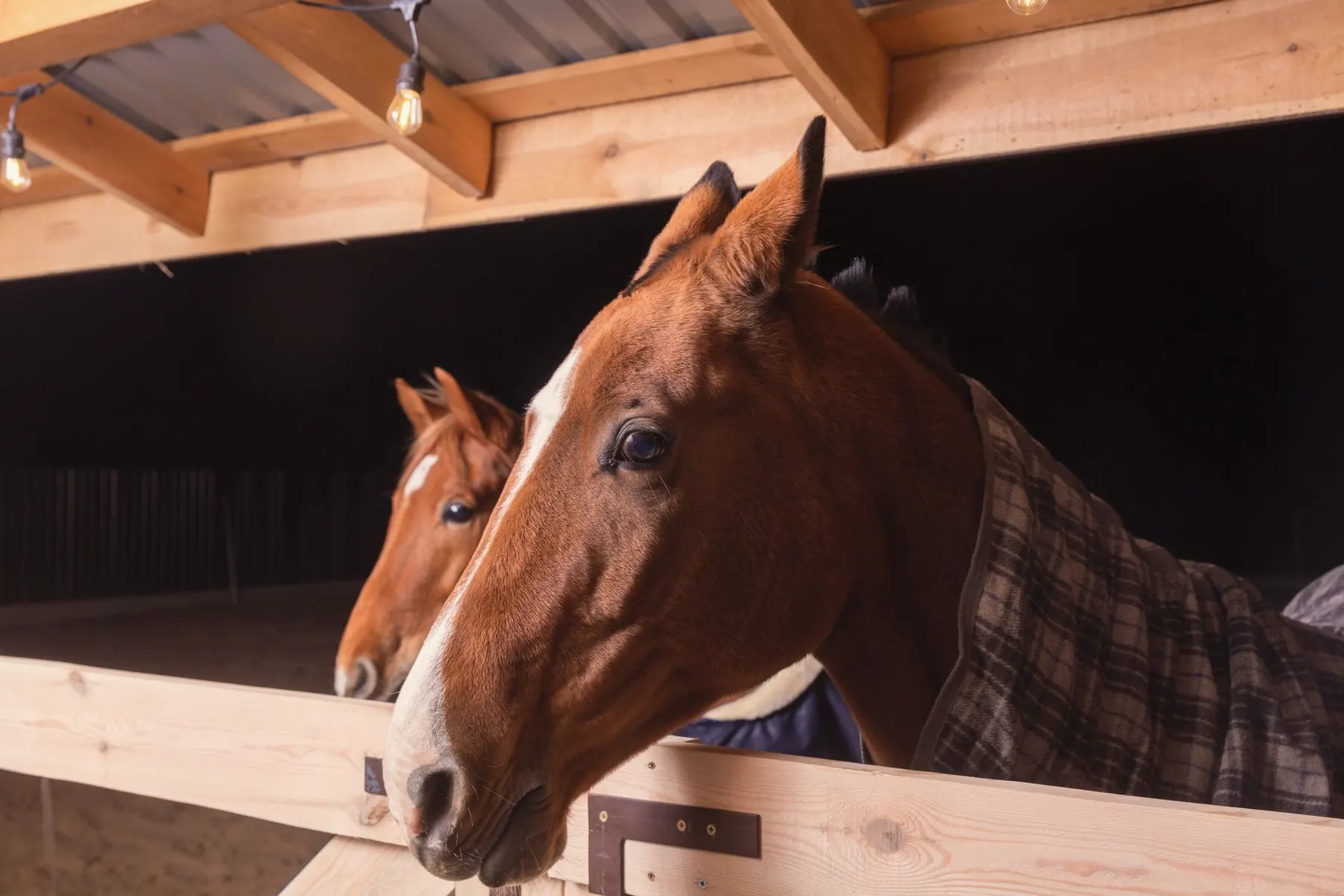 Paard kijkt over de staldeur in een schemerige stal