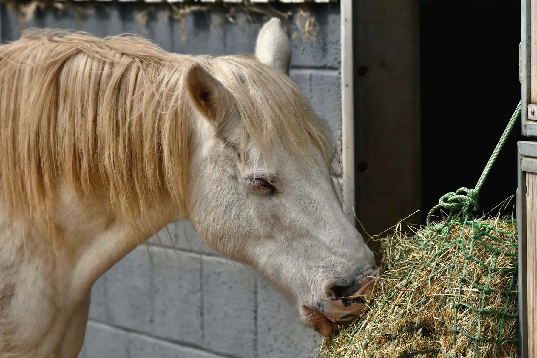 Paard eet hooi uit een hooinet in de stal