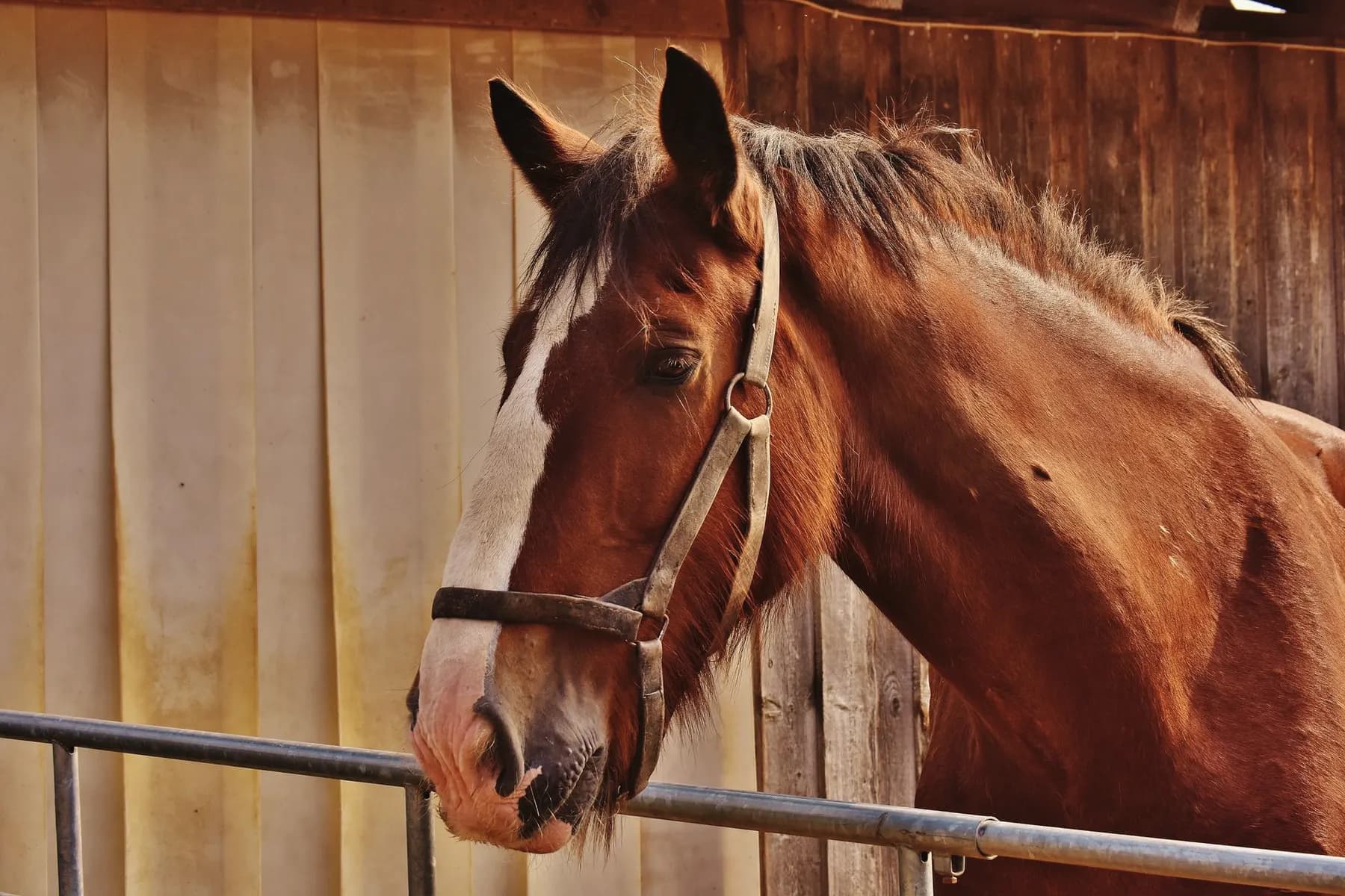 Pony's staan klaar voor een les bij een manege