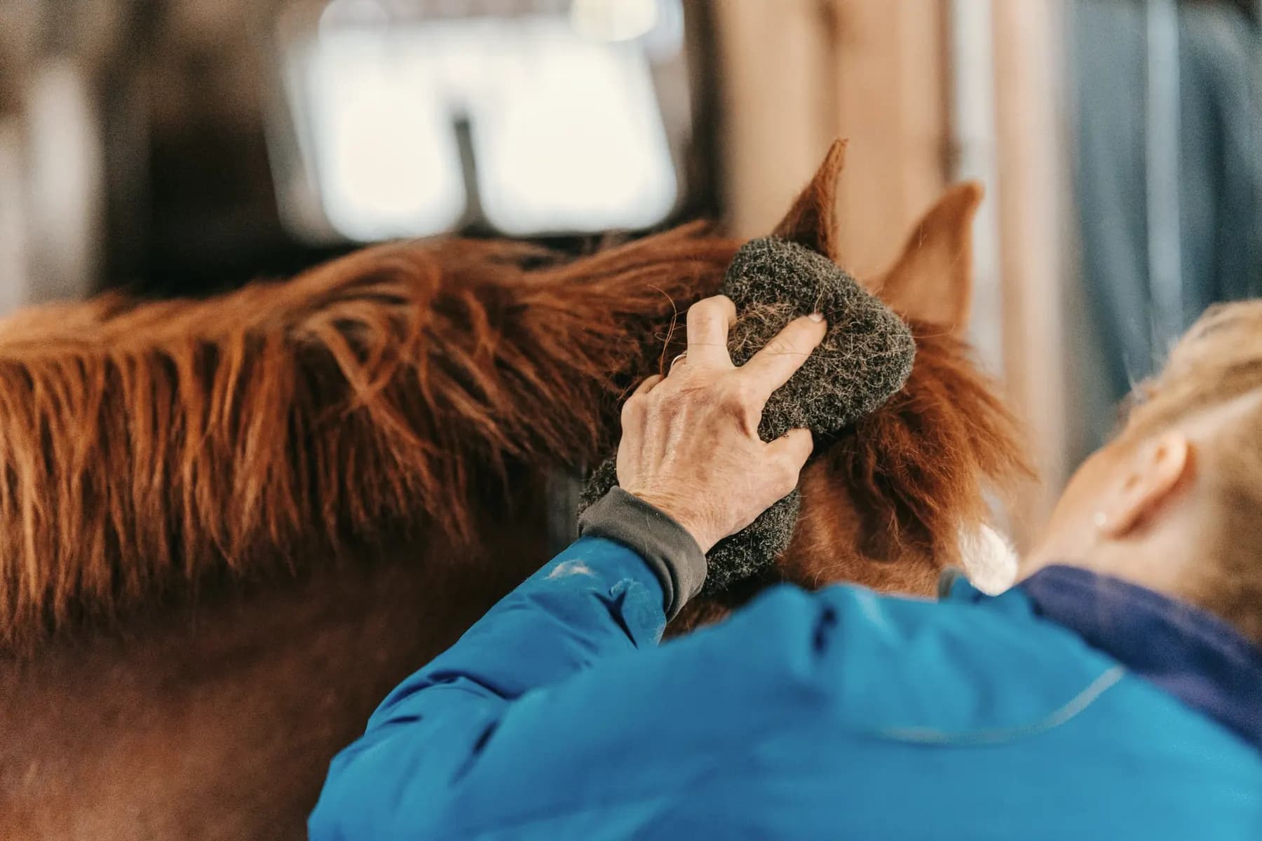Paard wordt geborsteld in de stal