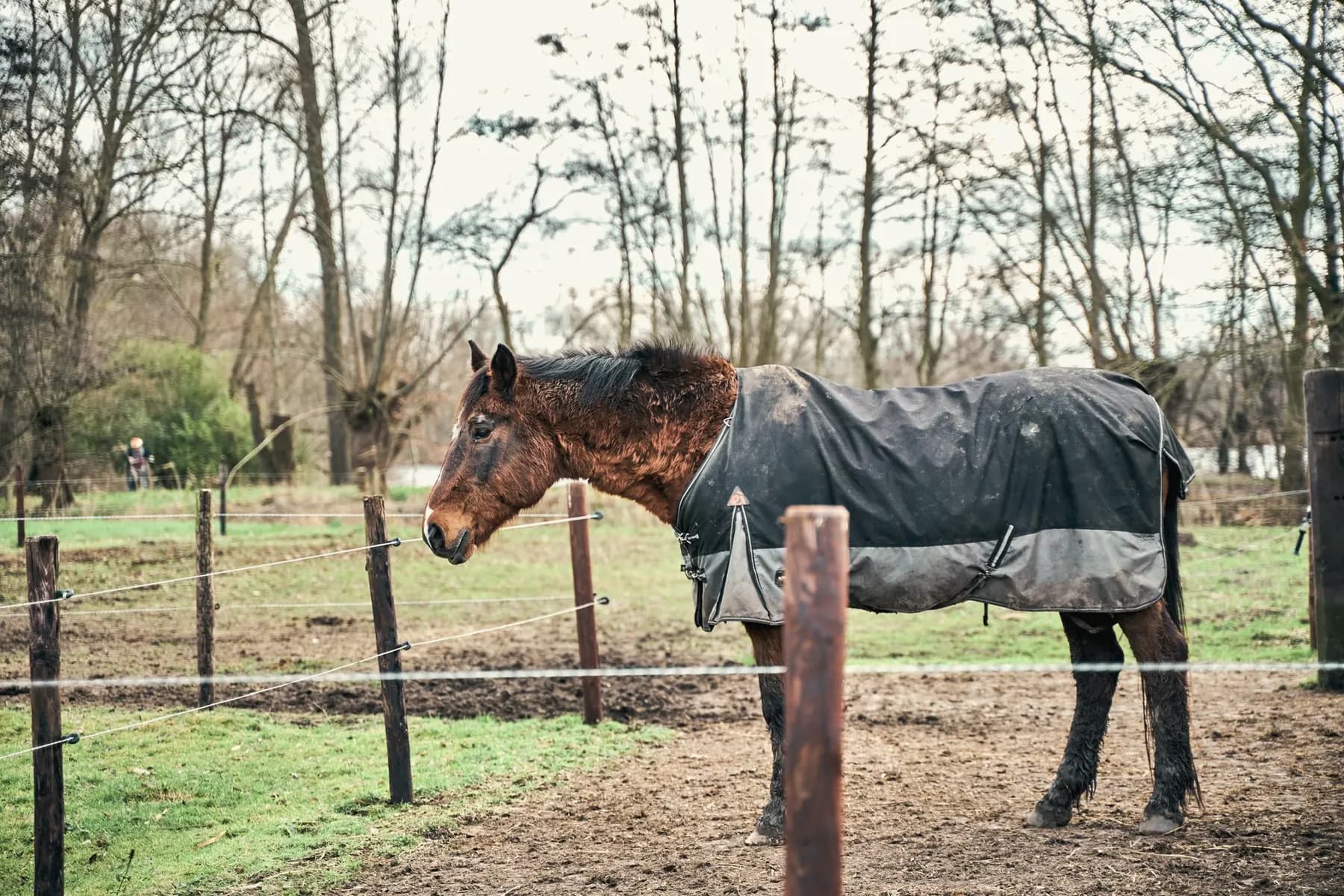 Paard met regendeken in de wei