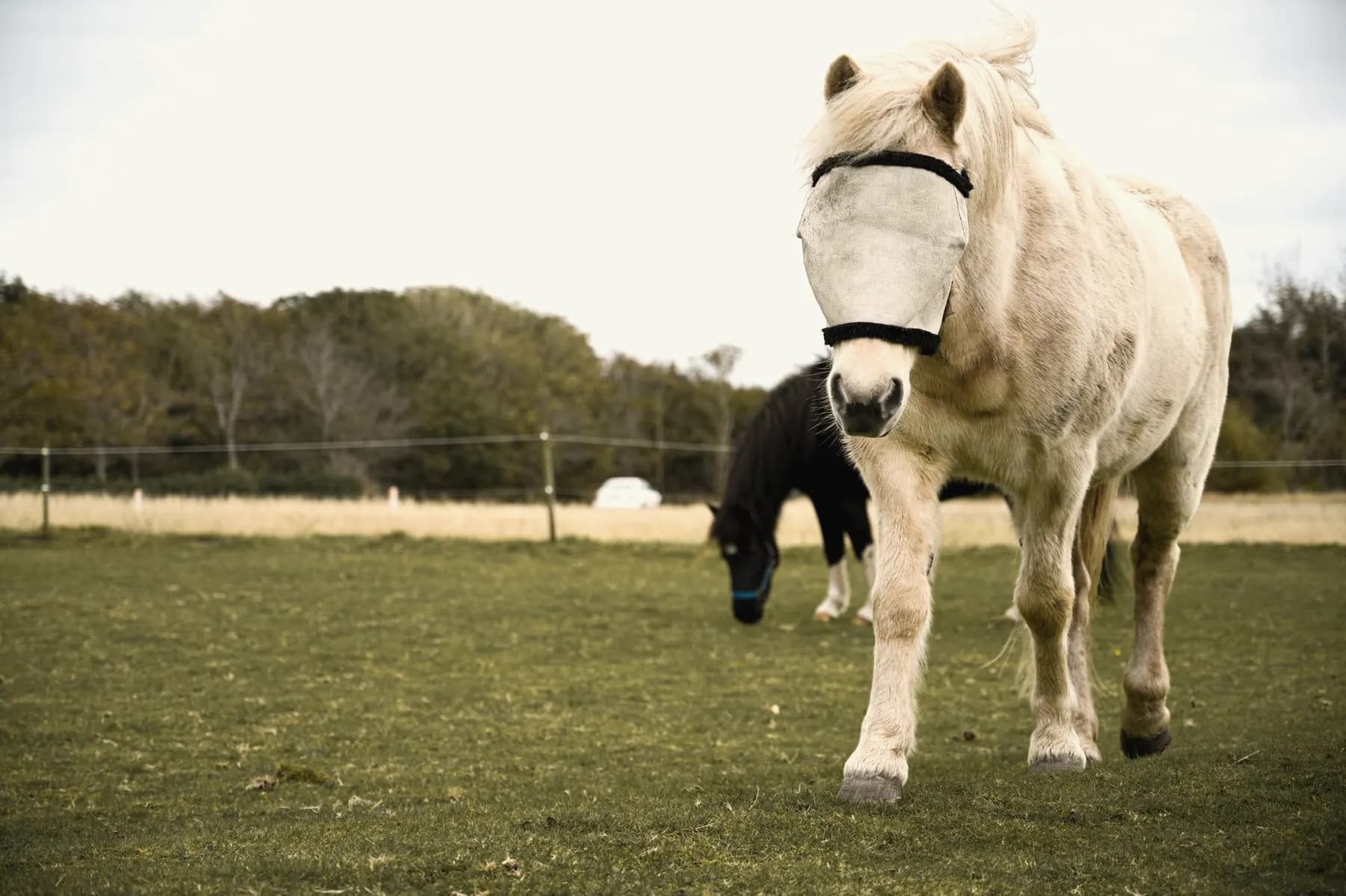 Paard met vliegenmasker in een zonnige wei