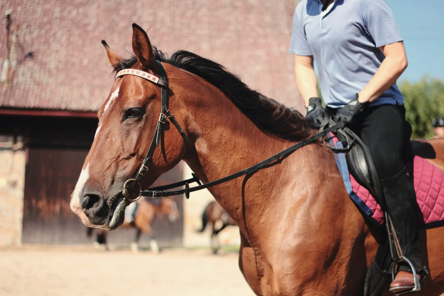 Zadel met zadeldek op een paard