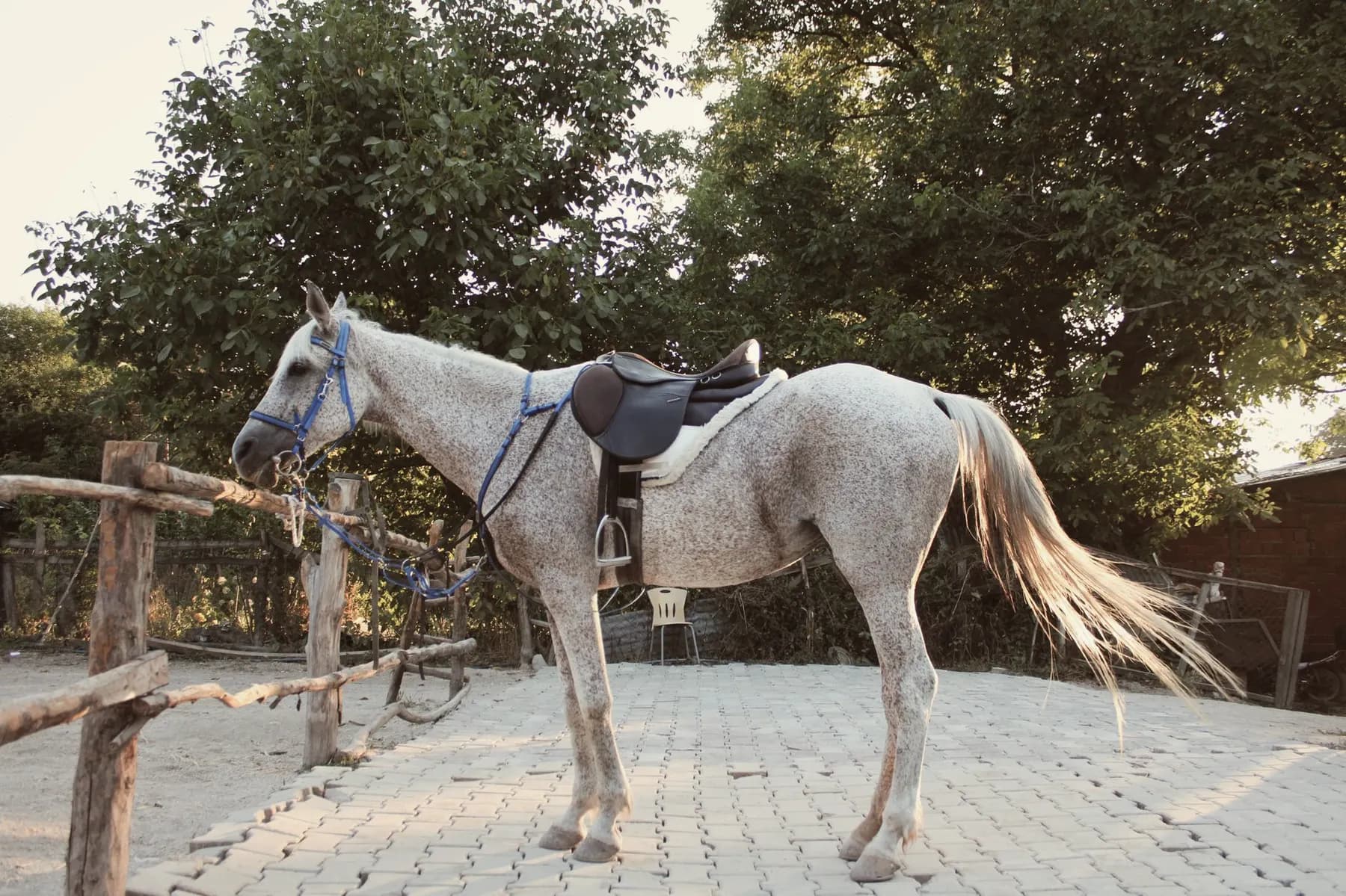 Paard met zadeldekje en bandages in de stalgang