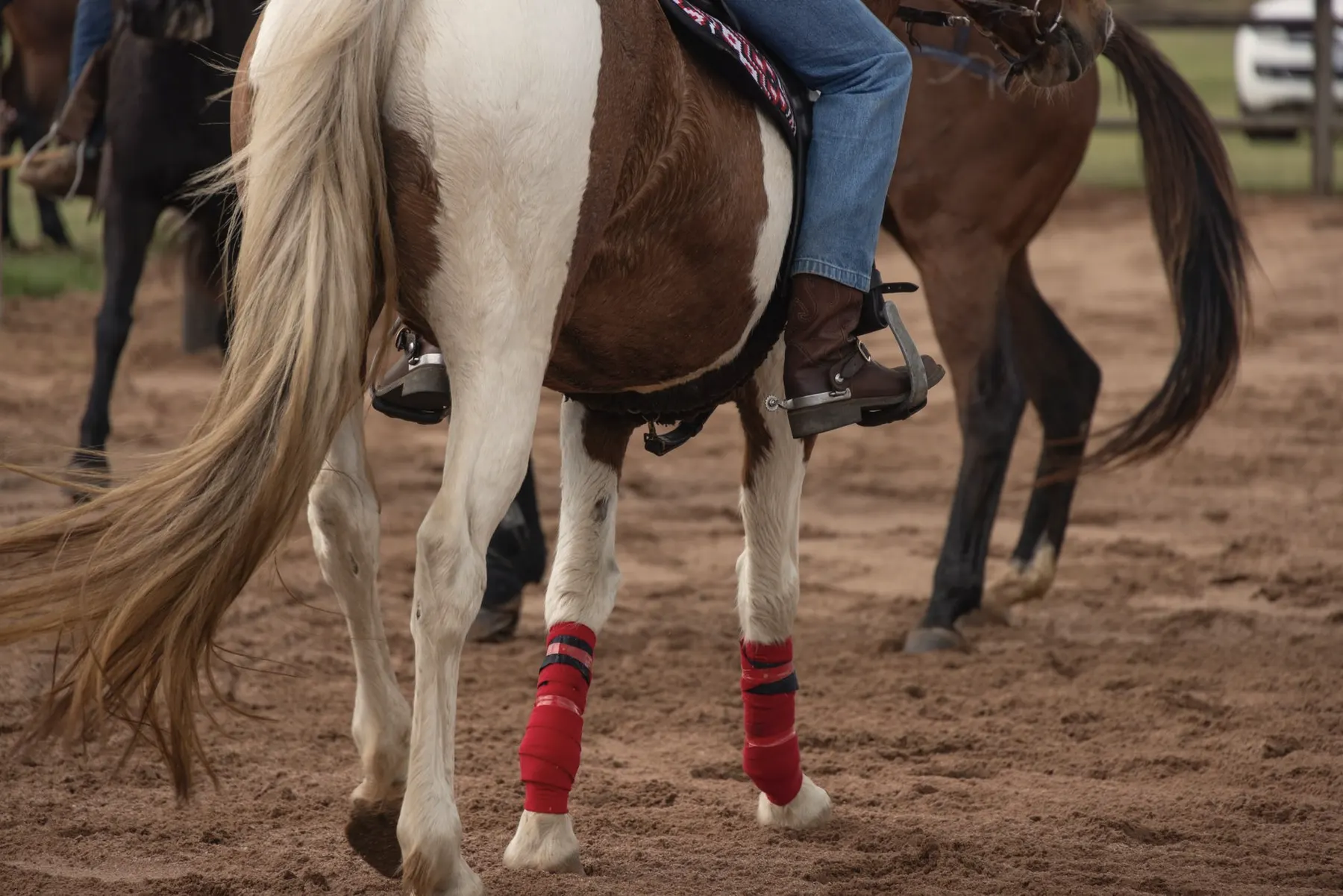 Springpaard met beenbeschermers tijdens het losrijden