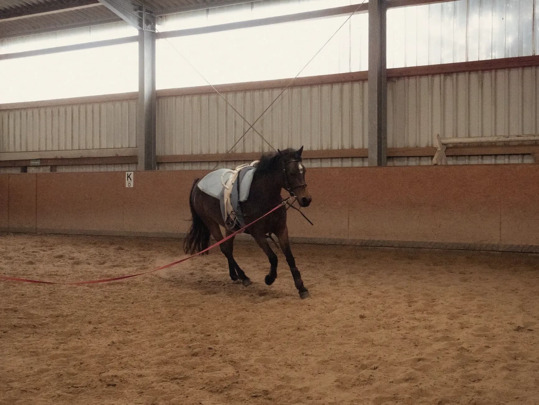 Dressuurpaard met een gekleurd zadeldekje en vliegenkapje in de rijbak