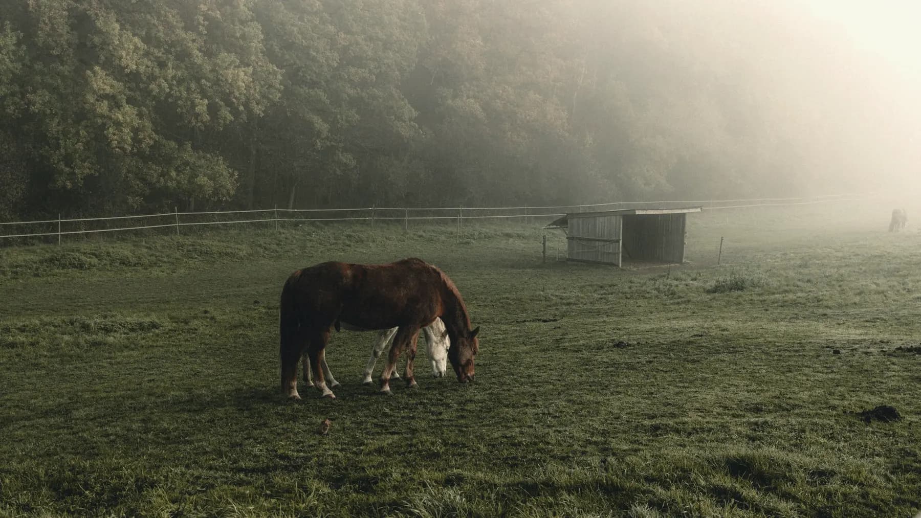 Paard graast in een weiland met ochtendnevel