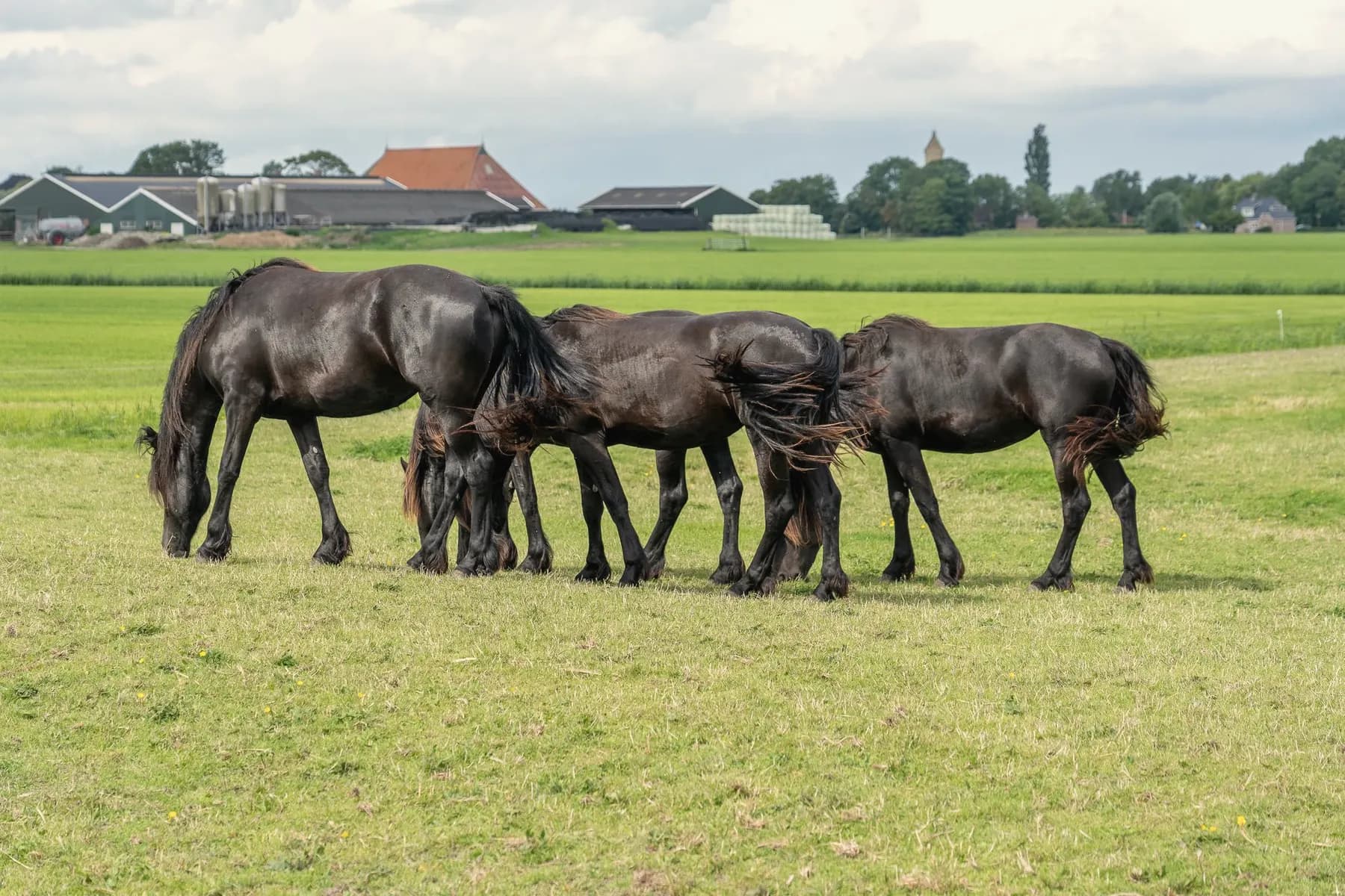 Een groep paarden graast samen in een groene weide