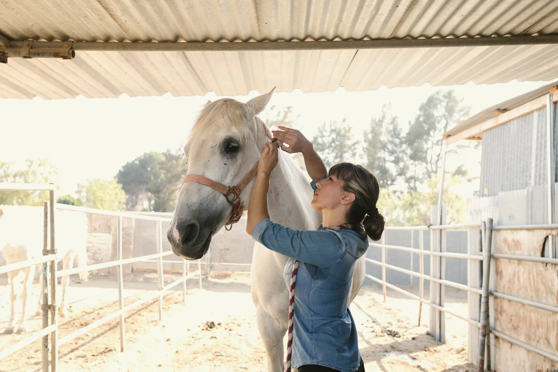 Dierenarts onderzoekt een paard met een stethoscoop