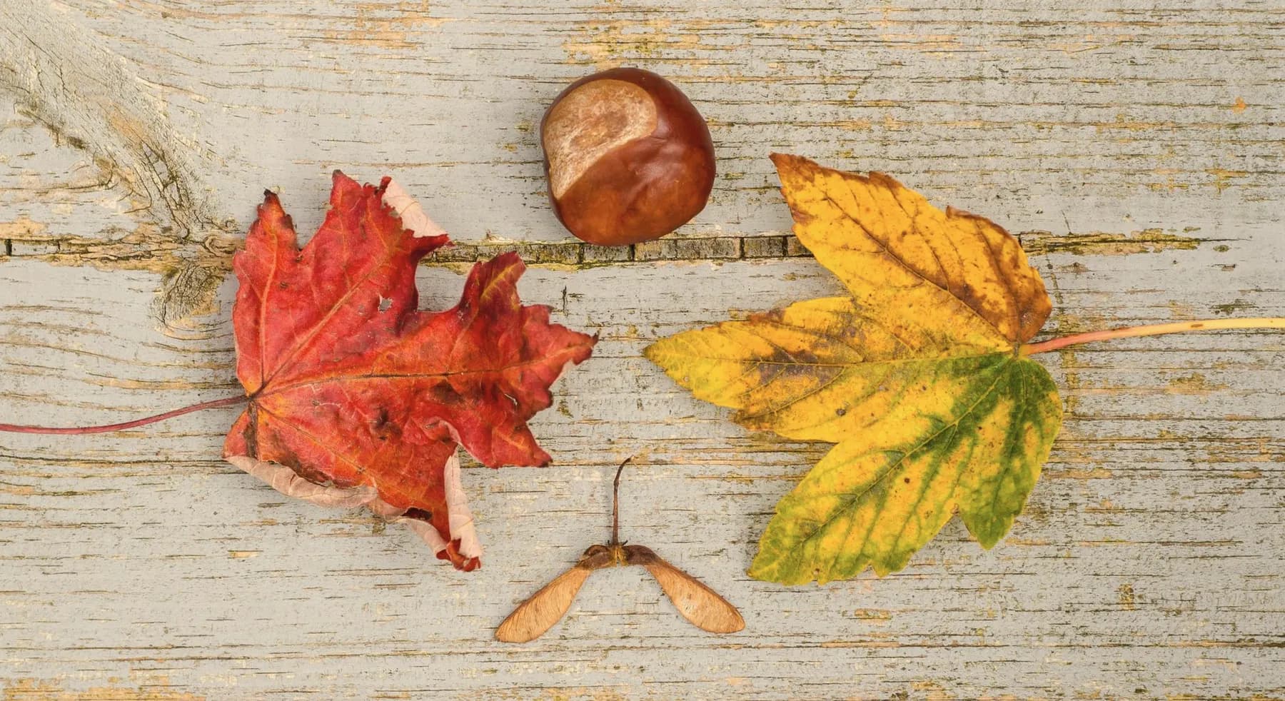 Gevleugelde esdoornzaden en bladeren in de herfst