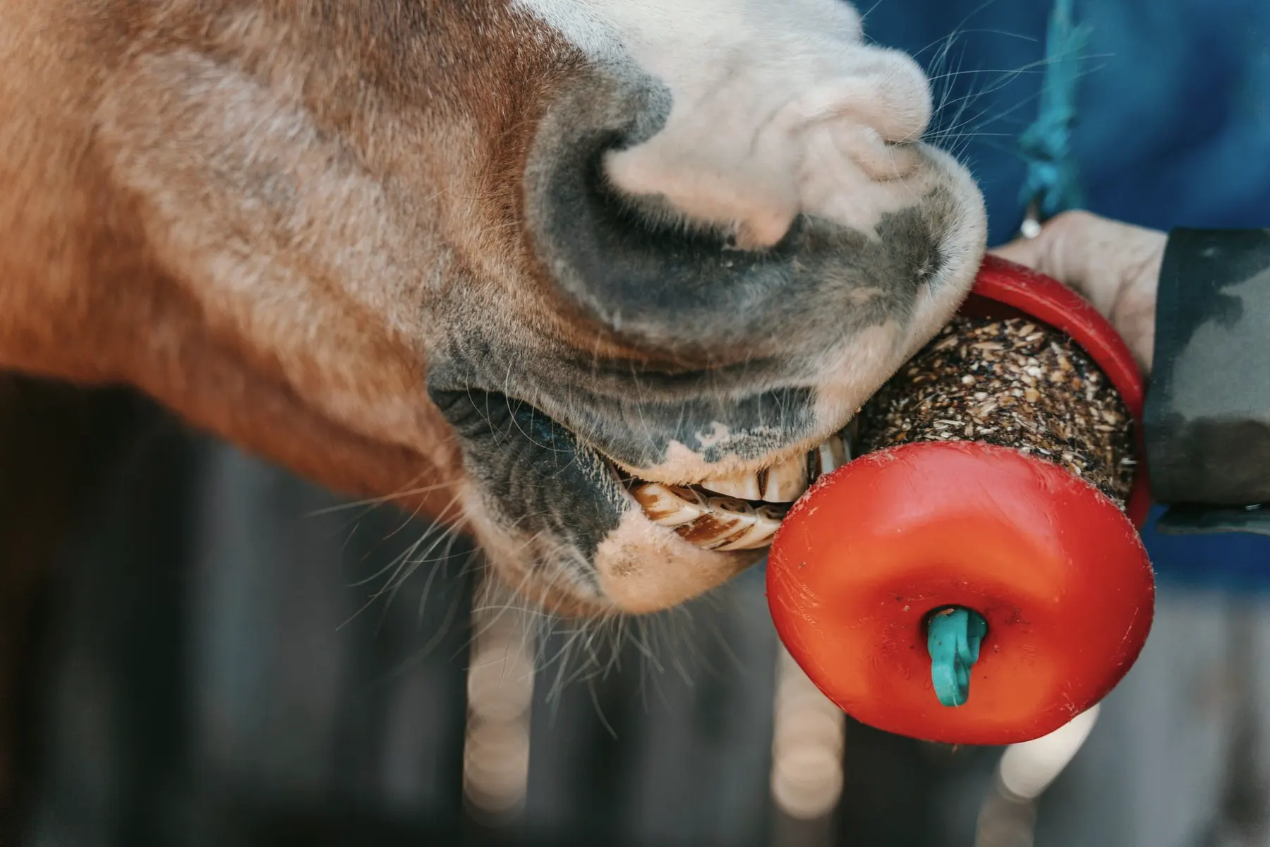 Close-up van de mond en tanden van een paard