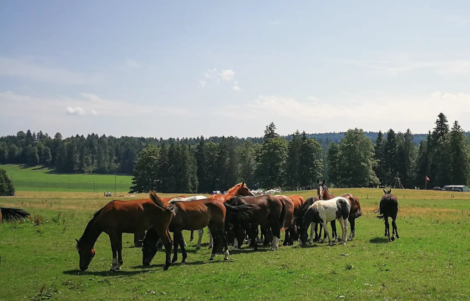 Paarden grazen in een groene wei