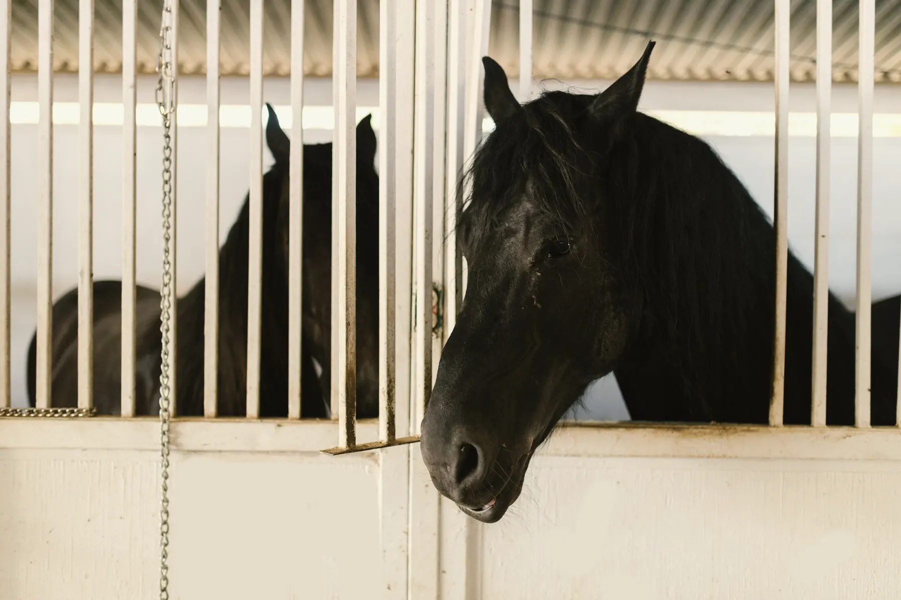 Dierenarts bij een paard op stal