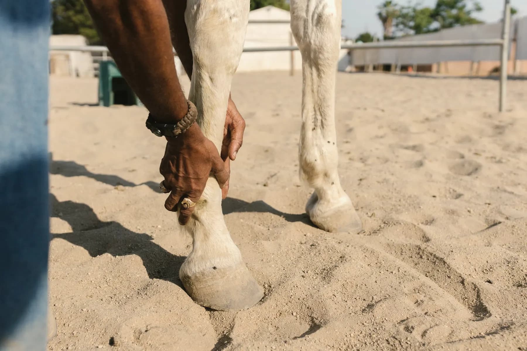 Dierenarts onderzoekt de voorhoef van een paard in de stal