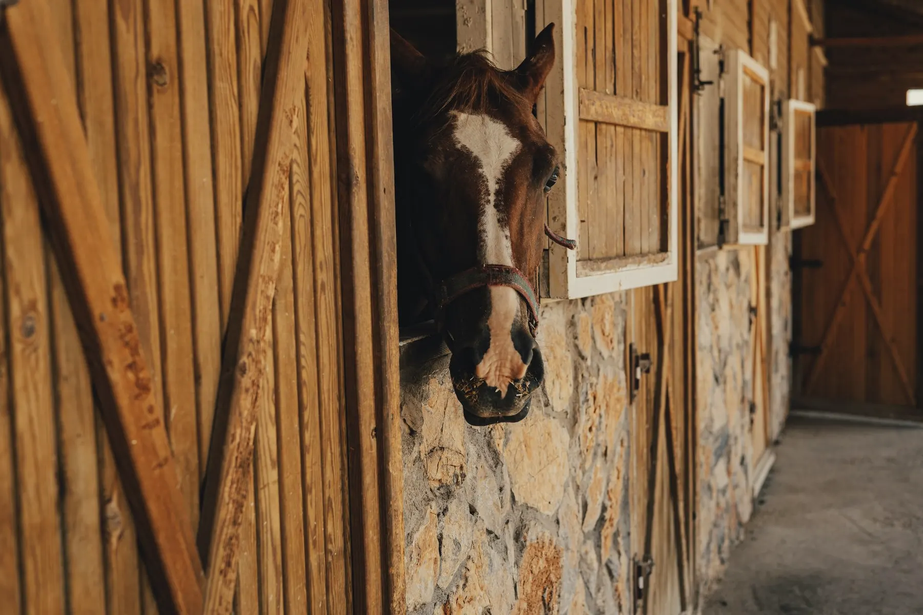 Een paard kijkt over de onderdeur van zijn box naar buiten