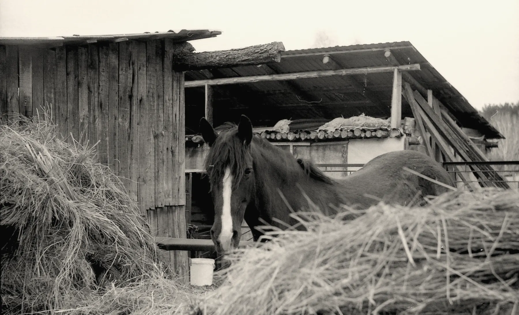 Een paardeneigenaar brengt hooi naar de stal