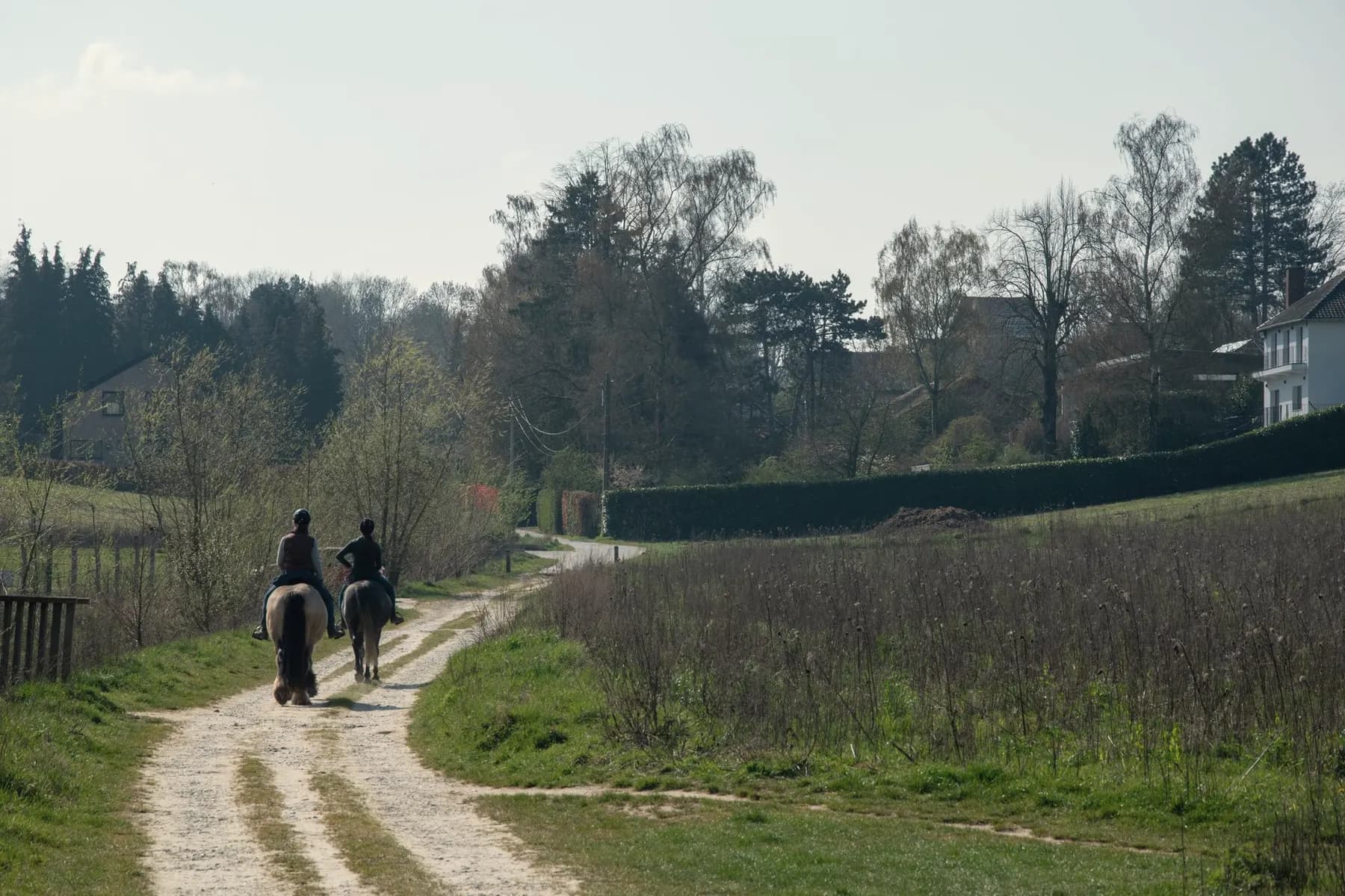 Een ruiter rijdt op een schimmel over een rustige landweg