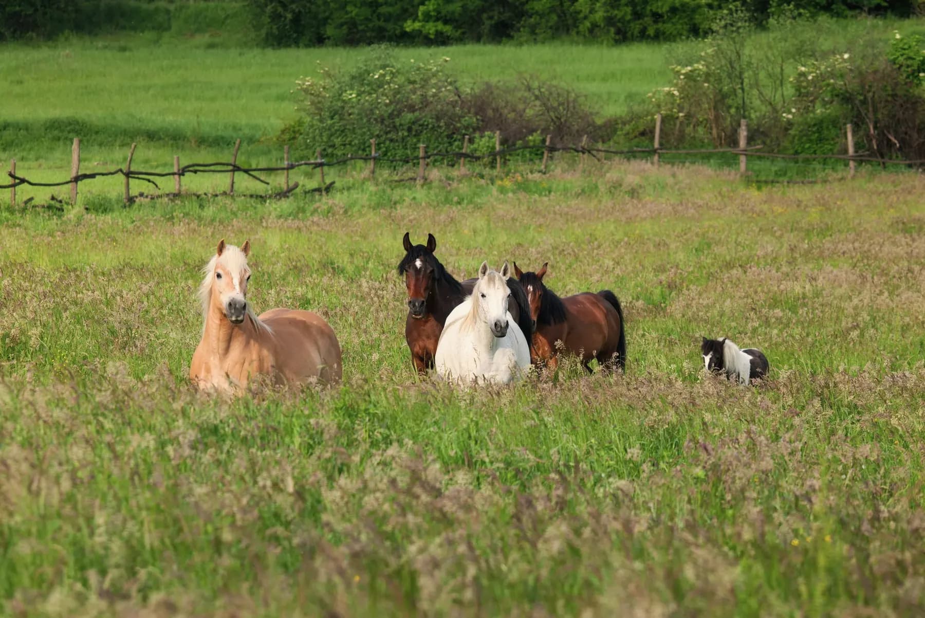 Paarden en pony's van verschillende rassen grazen samen in een weiland
