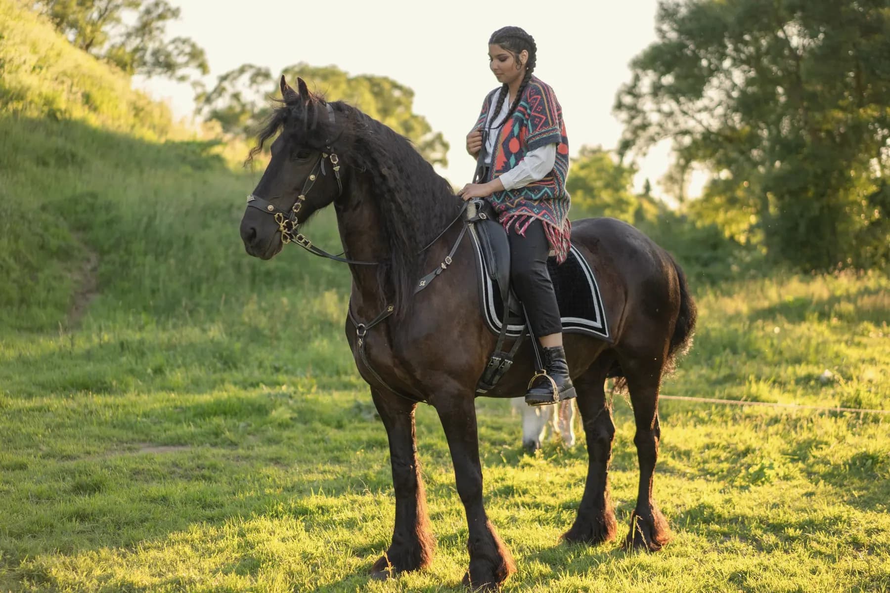 Zwart Fries paard met lange golvende manen in een weiland