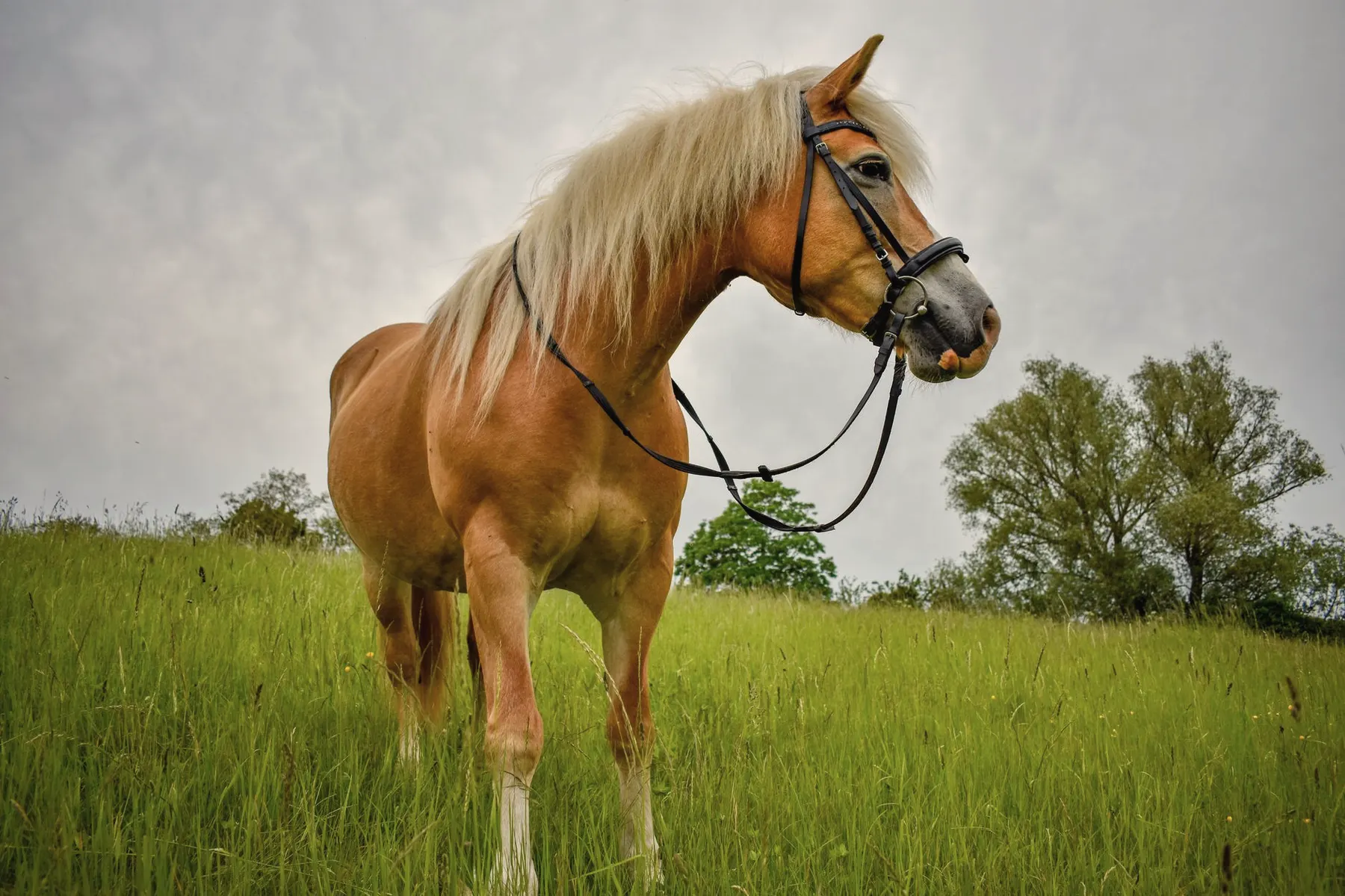 Voskleurige Haflinger met lichte manen in een bergweide