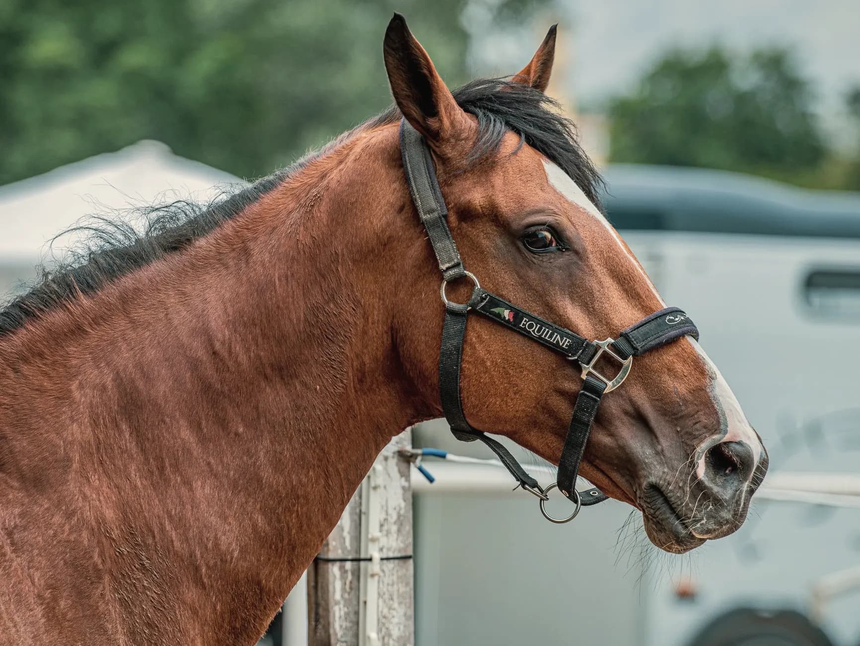 Bruin KWPN-dressuurpaard in een verzamelde draf onder het zadel