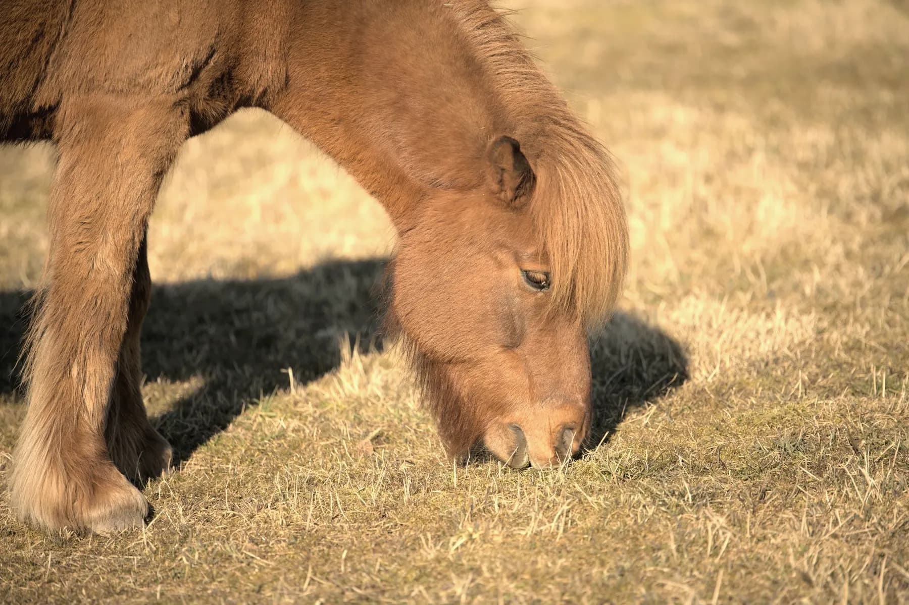 Kleine Shetlandpony met dikke manen graast in een weiland