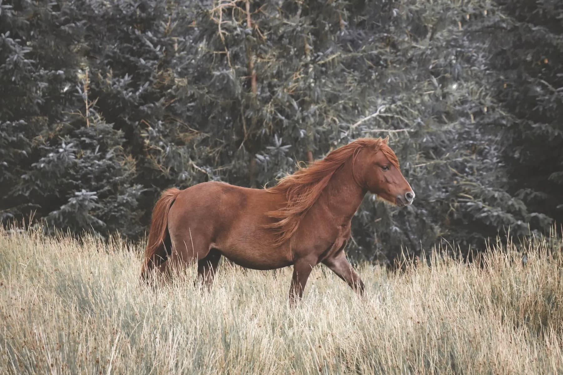 Schimmelkleurige Welsh Mountain pony in een groene heuvelweide