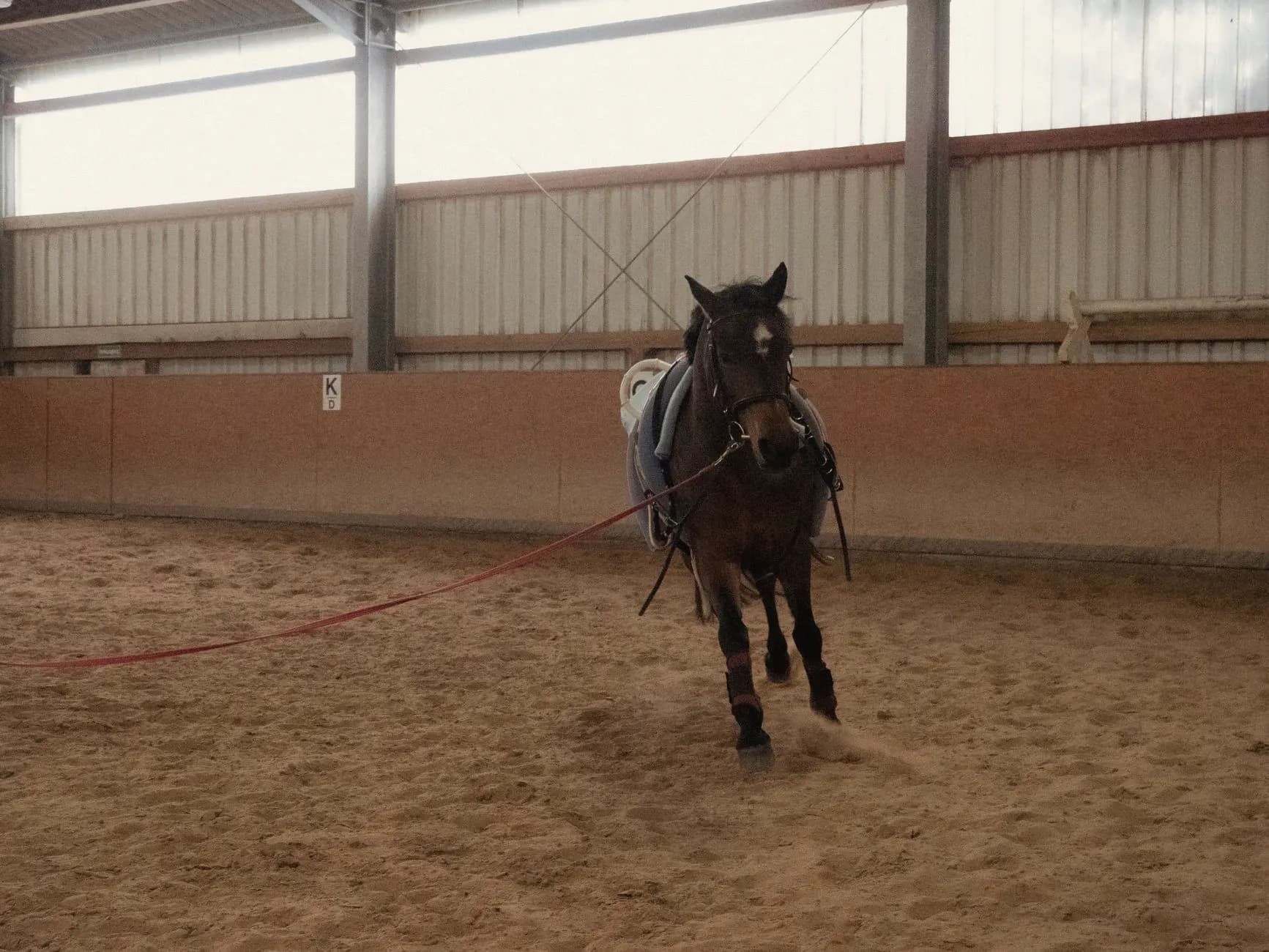 Paard draaft aan de longe op een cirkel rond de longeur