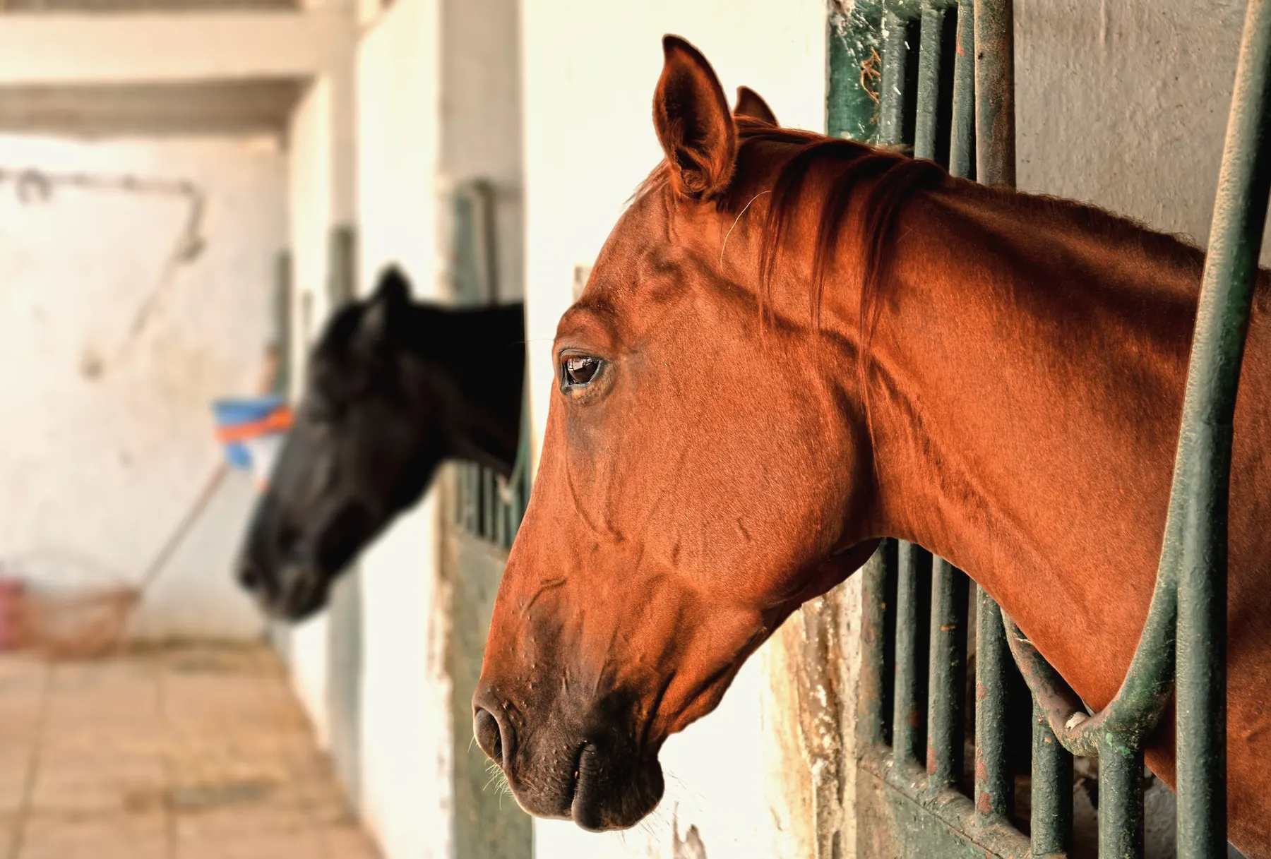 Aantekeningen en een boek over paarden op een houten tafel in de stal
