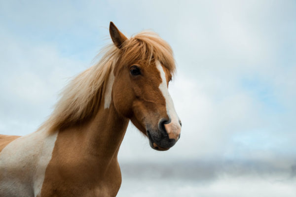 paarden