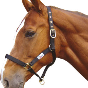Harry's Horse Halster controller | Minihorseshop
