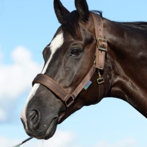 Bucas Comfort Halster | Minihorseshop