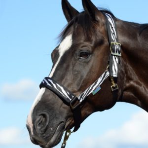 Bucas Comfort Halster zebra | Minihorseshop
