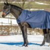 Bucas Walker | Minihorseshop