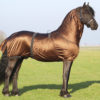 QHP Eczeemdeken Big neck | Minihorseshop