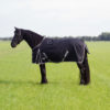 QHP Deken turnout Big neck 300gr Zwart 185 | Minihorseshop