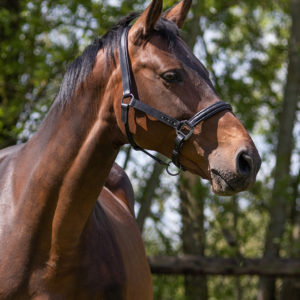 QHP Halster leer Shimmer Zwart | Minihorseshop