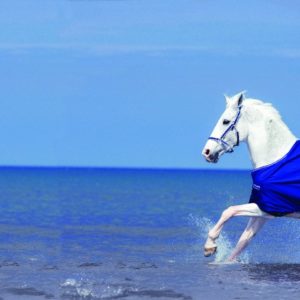 Horseware Amigo Hero 6 Turnout Lite 0g | Minihorseshop