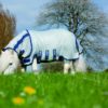 Horseware Amigo Petite Bug Rug | Minihorseshop