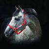 Horseware Field Safe Headcollar | Minihorseshop
