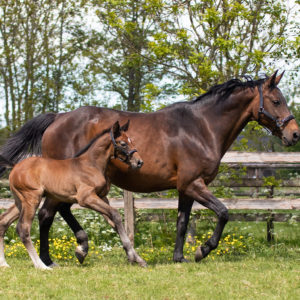 QHP Halster veulen leer Shimmer | Minihorseshop