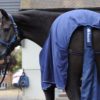 Bucas staart beschermer/zak | Minihorseshop